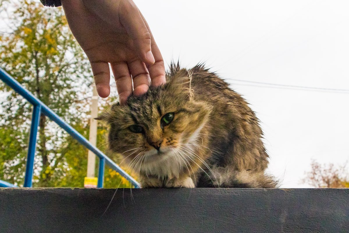 Котику тоже не нравятся лужи