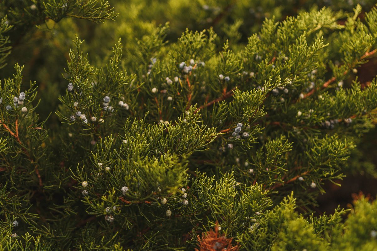 Октябрь приходит в тишине, Не столько в город, сколько в дом; Я в доме чувствую своем, Как осень тянется ко мне.