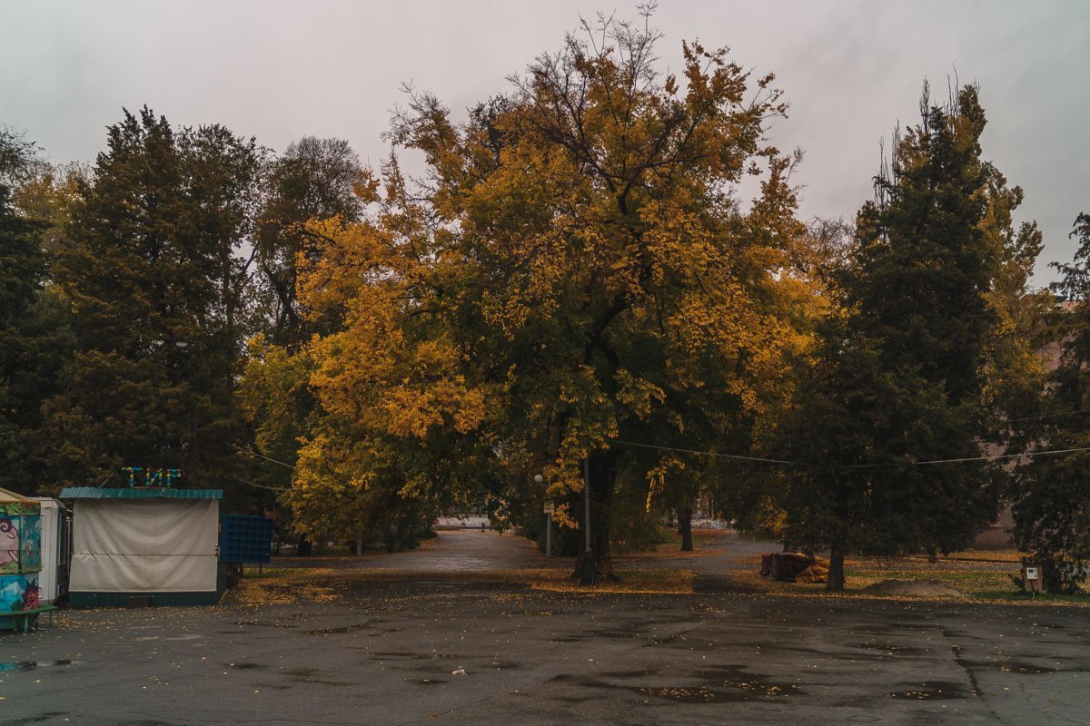 Пришел октябрь. Поднес под кроны Свой факел – вспыхнули леса. Одна сосна огнем зеленым Смеется осени в глаза.