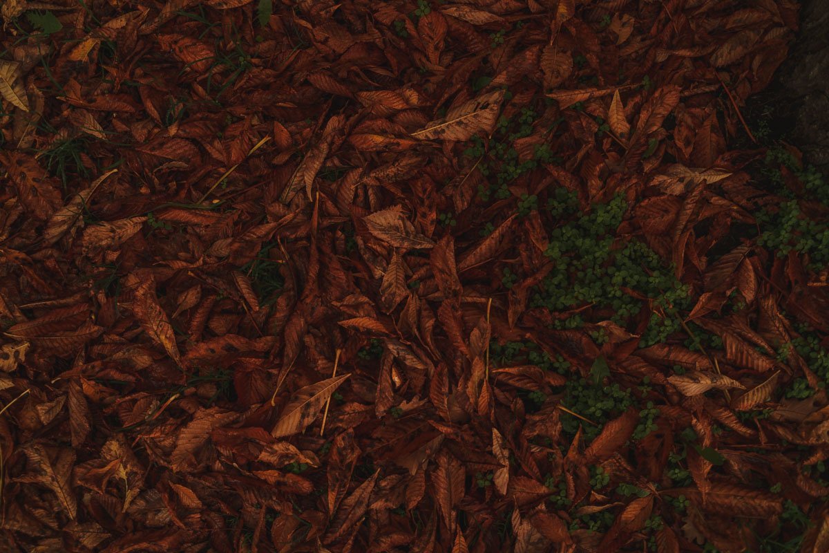 Октябрь окунулся в тень, Луч солнца туча застилает. Унылый дождь встречает день, Вновь осень крылья расправляет.