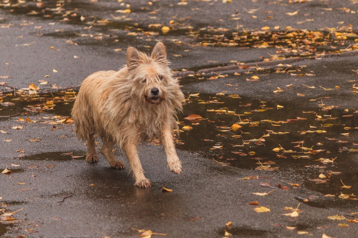 Возвращайся ко мне скорее, В гавань полную теплых дней. Заплетается в небо синее Клин космических кораблей.