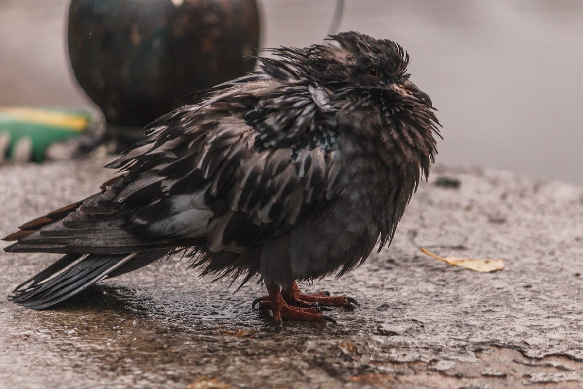 На остановке поют ветра: "Иди! Уходи! Вставай!", туманы до десяти утра. В измороси трамвай, и город, североглаз и твёрд, стоит, травинку жуя, но, знаешь, - он тебя очень ждёт. И в нём тебя жду я.