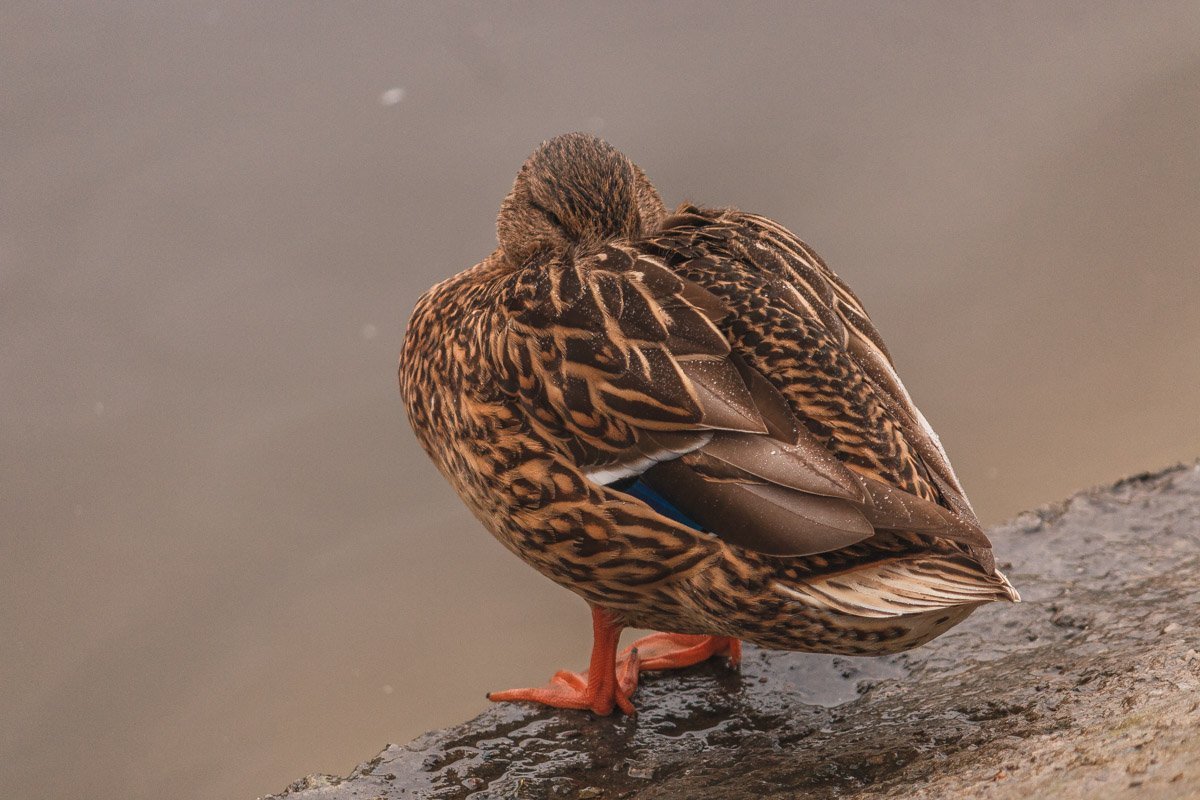 Звенела музыка в саду Таким невыразимым горем. Свежо и остро пахли морем На блюде устрицы во льду...