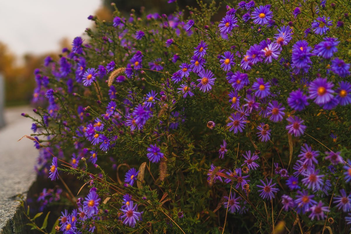 Кровь моя холодна. Холод ее лютей реки, промерзшей до дна. Я не люблю людей.