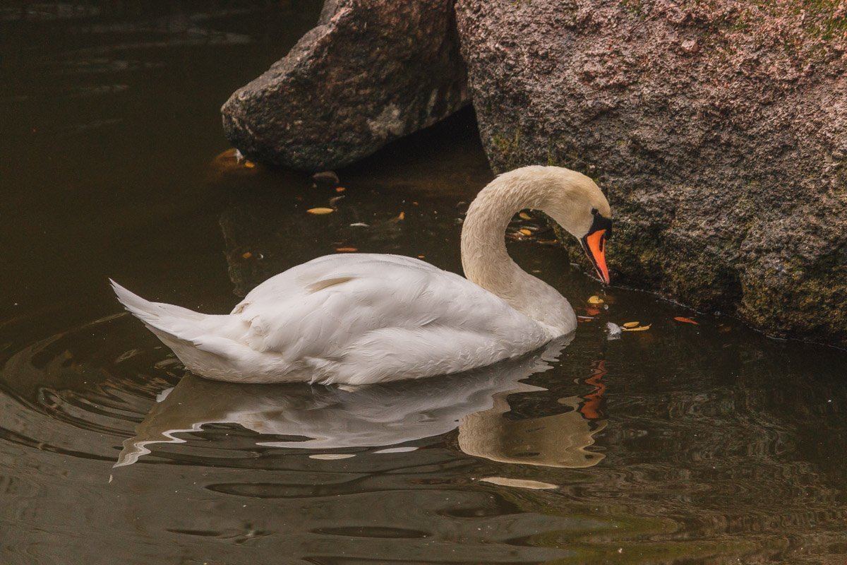 И я в моём тёплом теле лелеял глухую лень. Сонно звенят недели, вечность проходит в тень.