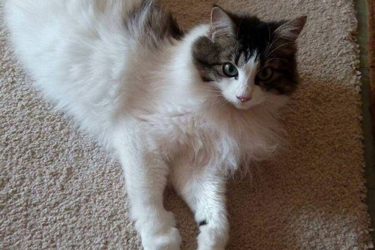 Подарите тепло и любовь: какие животные ищут дом в Днепре 1