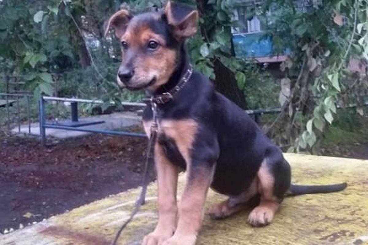 Подарите тепло и любовь: какие животные ищут дом в Днепре 2