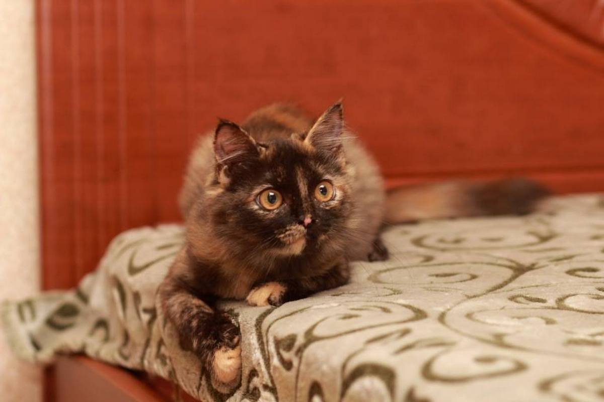 Подарите тепло и любовь: какие животные ищут дом в Днепре 3