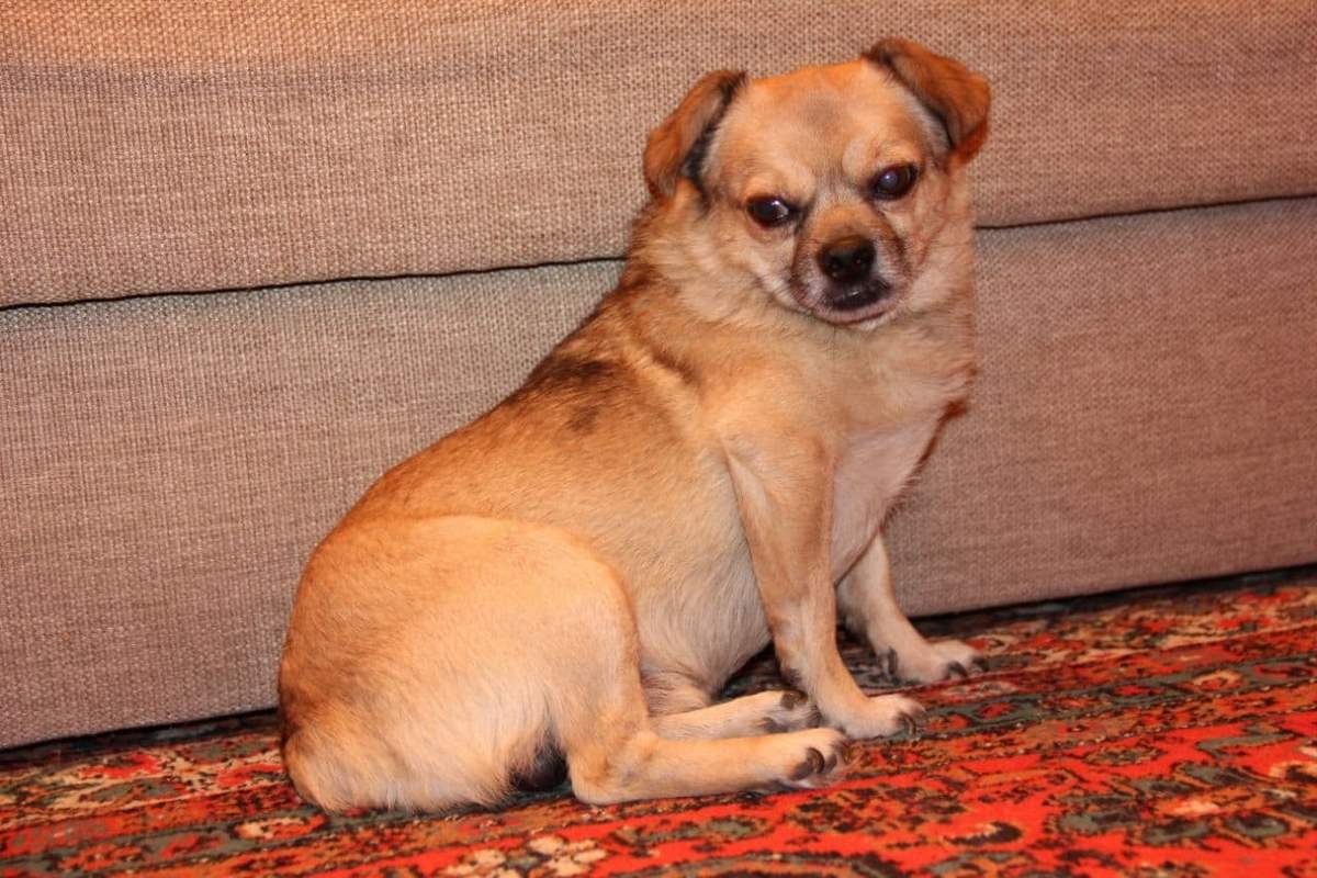 Подарите тепло и любовь: какие животные ищут дом в Днепре 4