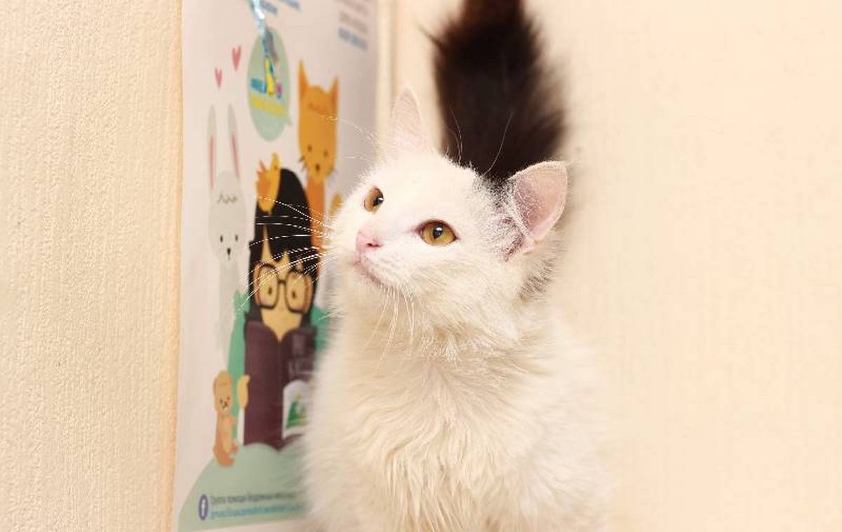 Подарите тепло и любовь: какие животные ищут дом в Днепре 5