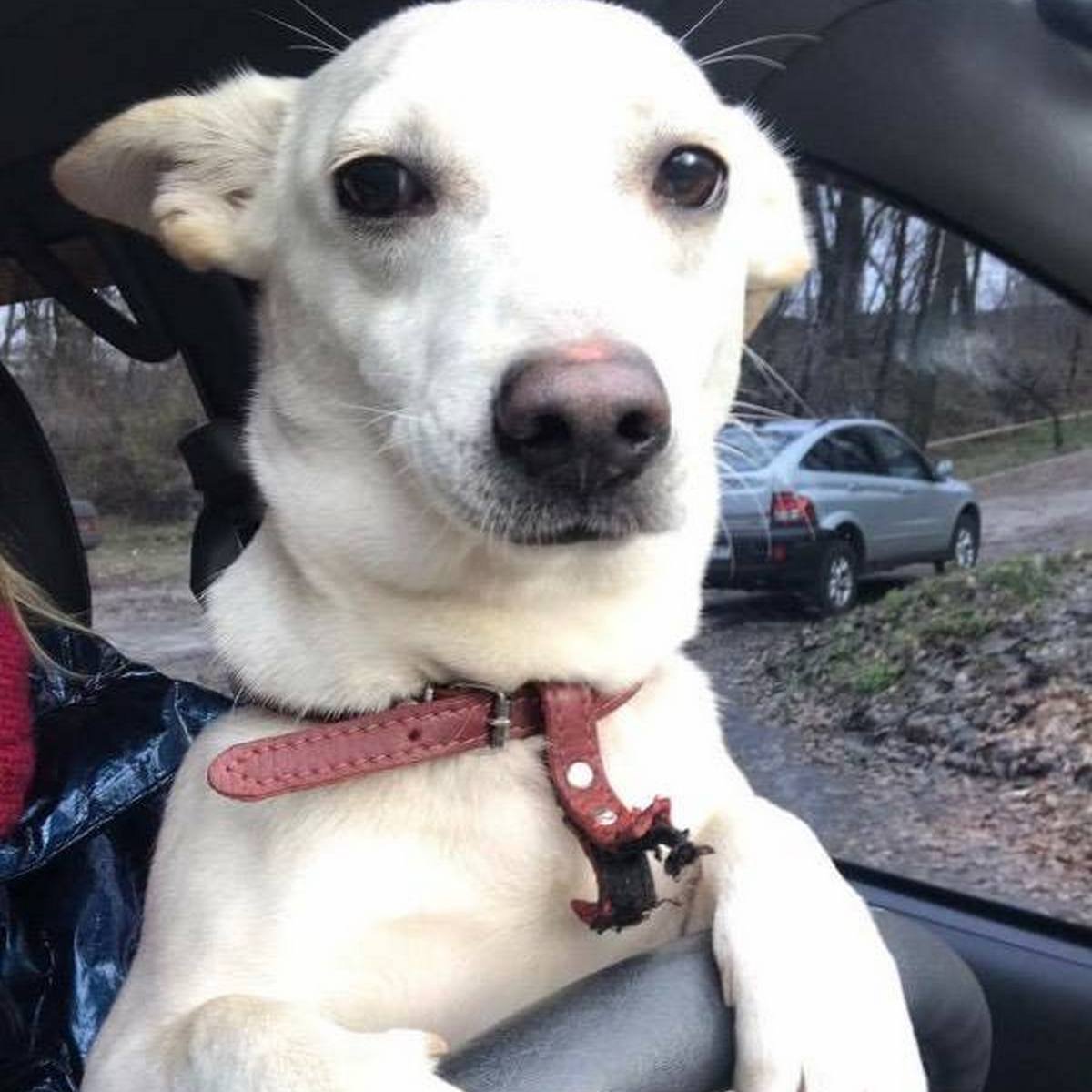 Подарите тепло и любовь: какие животные ищут дом в Днепре 6