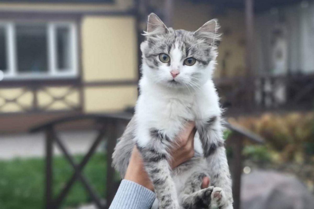 Подарите тепло и любовь: какие животные ищут дом в Днепре 7