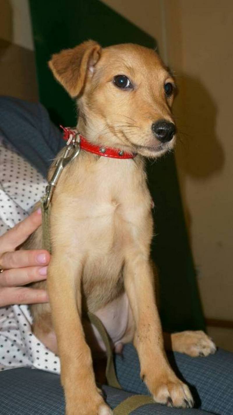 Подарите тепло и любовь: какие животные ищут дом в Днепре 8