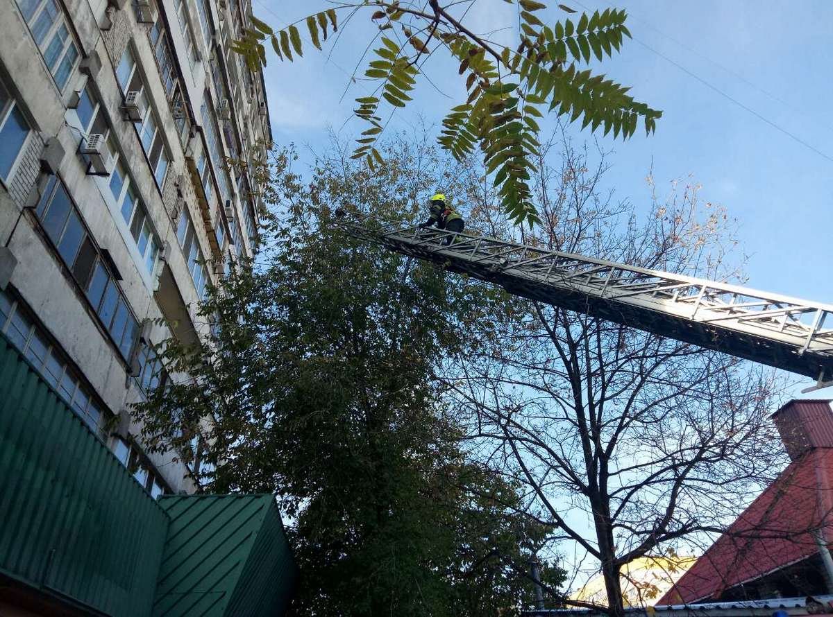 Котенка сняли с высокого дерева Котенка сняли с высокого дерева