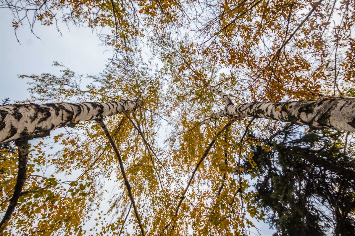 Деревья царапают кронами небо