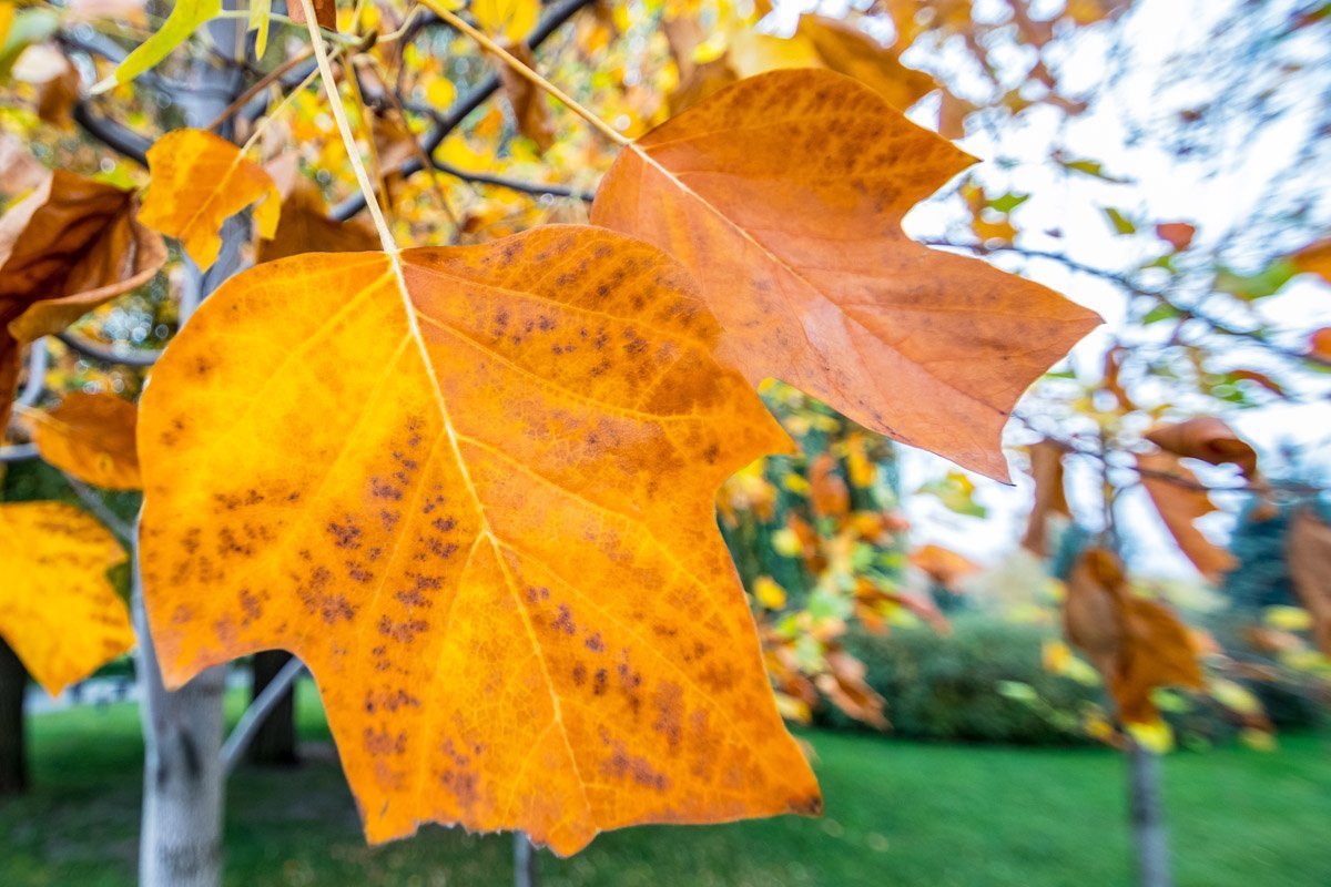 А у вас уже есть осенняя фотография?