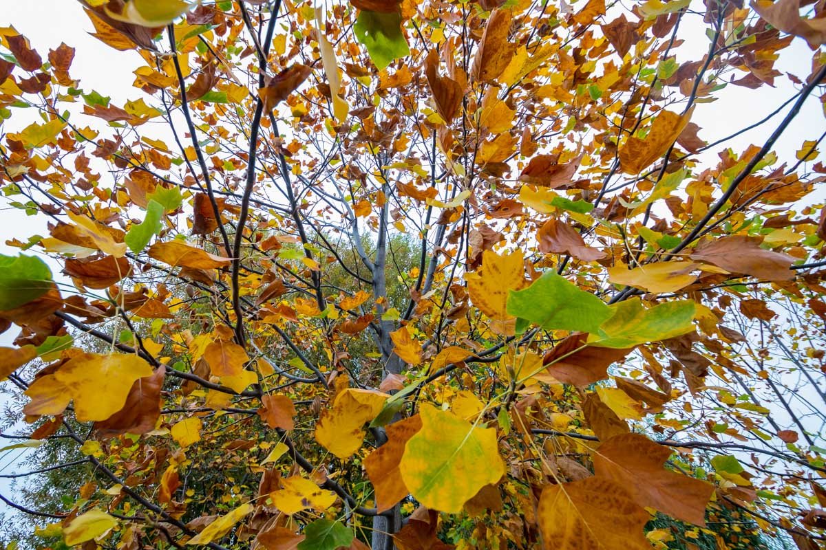 Осень - время любви