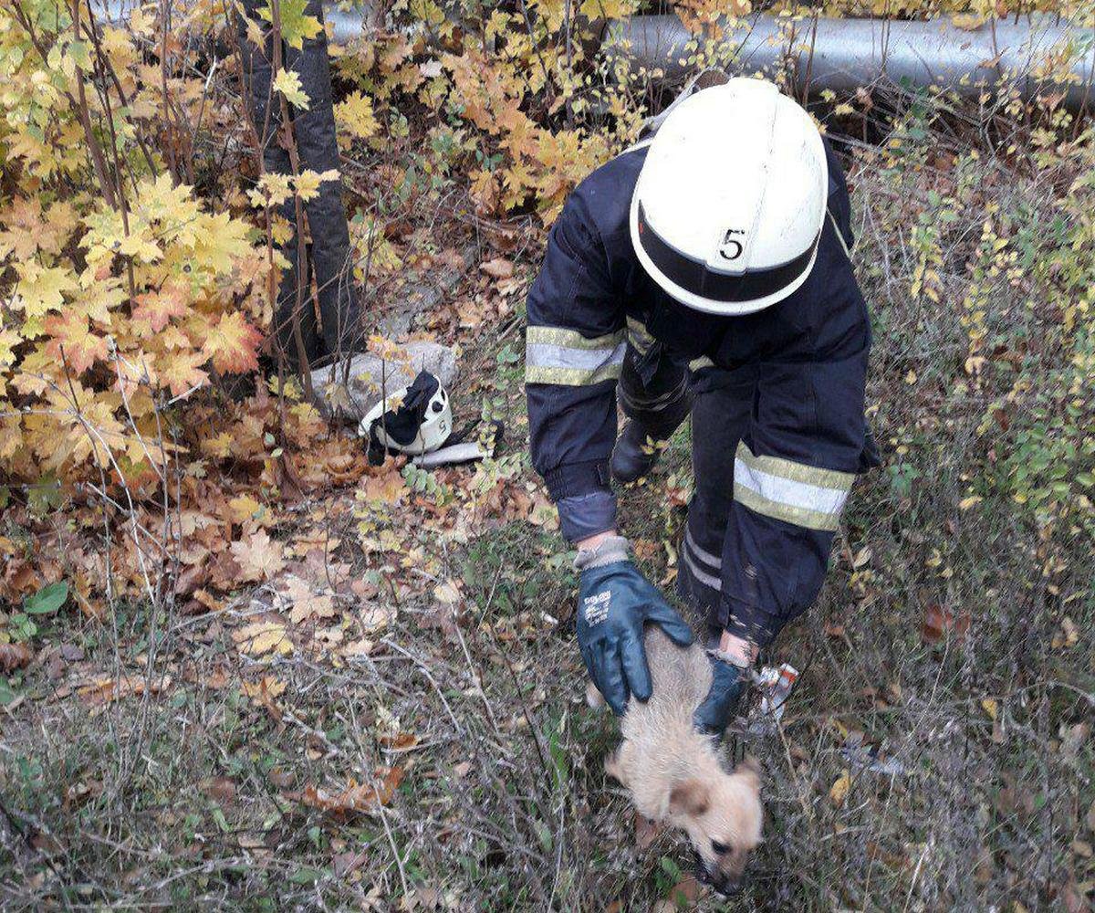 Хрупкий щеночек в надежных руках спасателя Хрупкий щеночек в надежных руках спасателя