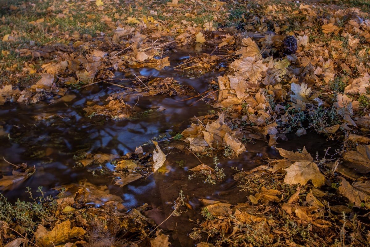 На тротуаре уже образовалась своеобразная "жижа" из листьев и земли На тротуаре уже образовалась своеобразная "жижа" из листьев и земли