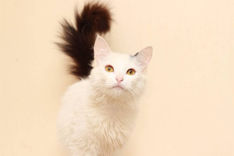 Подарите тепло и любовь: какие животные ищут дом в Днепре 1