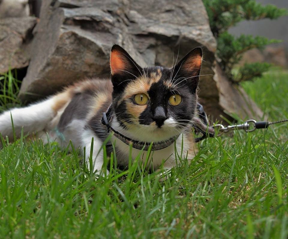 Где новая игрушка? Где новая игрушка?