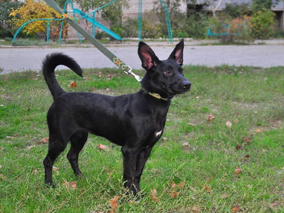 Неужели черные собаки не в тренде? Неужели черные собаки не в тренде?