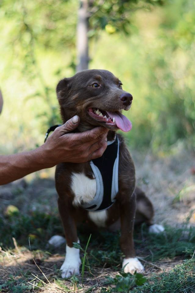 Собачка больше не растет Собачка больше не растет