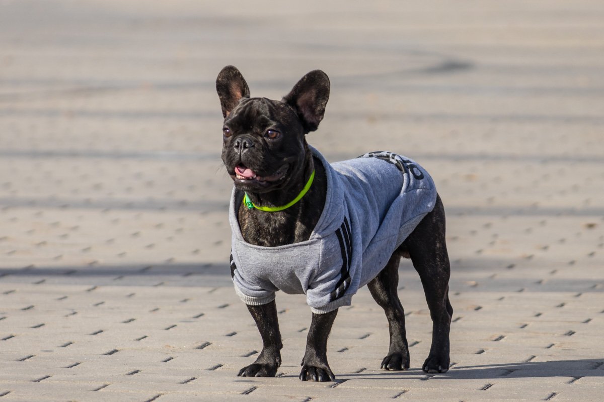 Собака спортивного человека