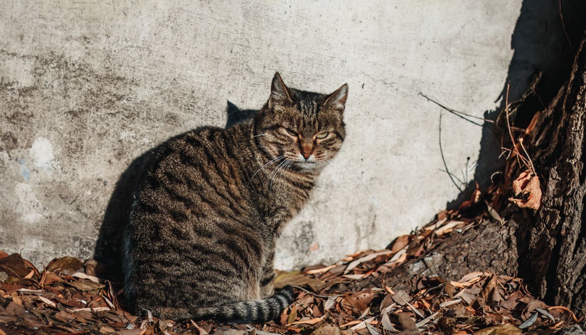 Эй ты, раб, кинь мне клубок