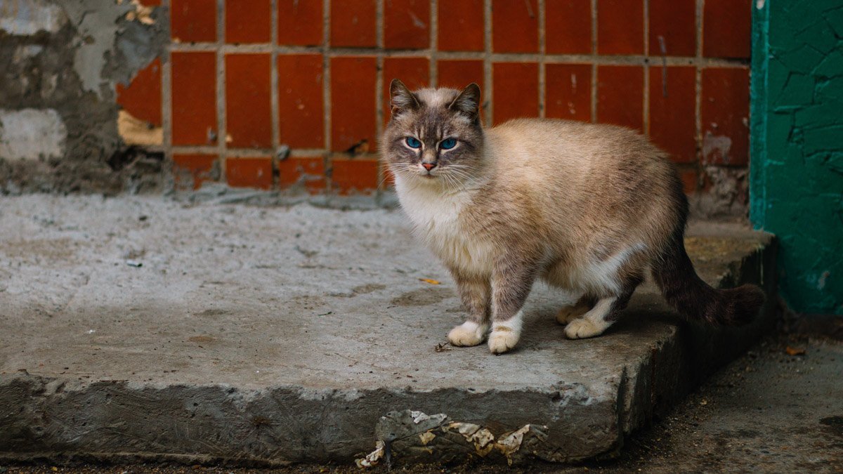Привет, я слышал, тебе уже 40 и ты не замужем, поэтому, пожалуй, я пойду с тобой