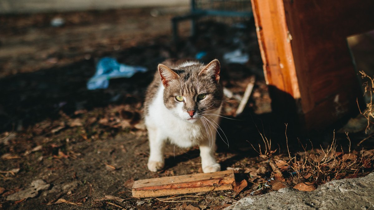 коть (кродеться) ©