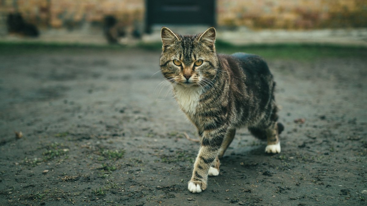 Только что погладил вещи? Тогда я иду к вам