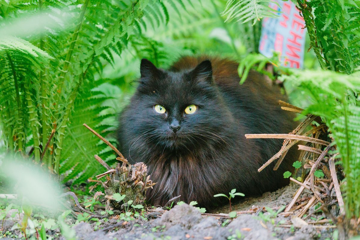 Маскировка: уровень кот