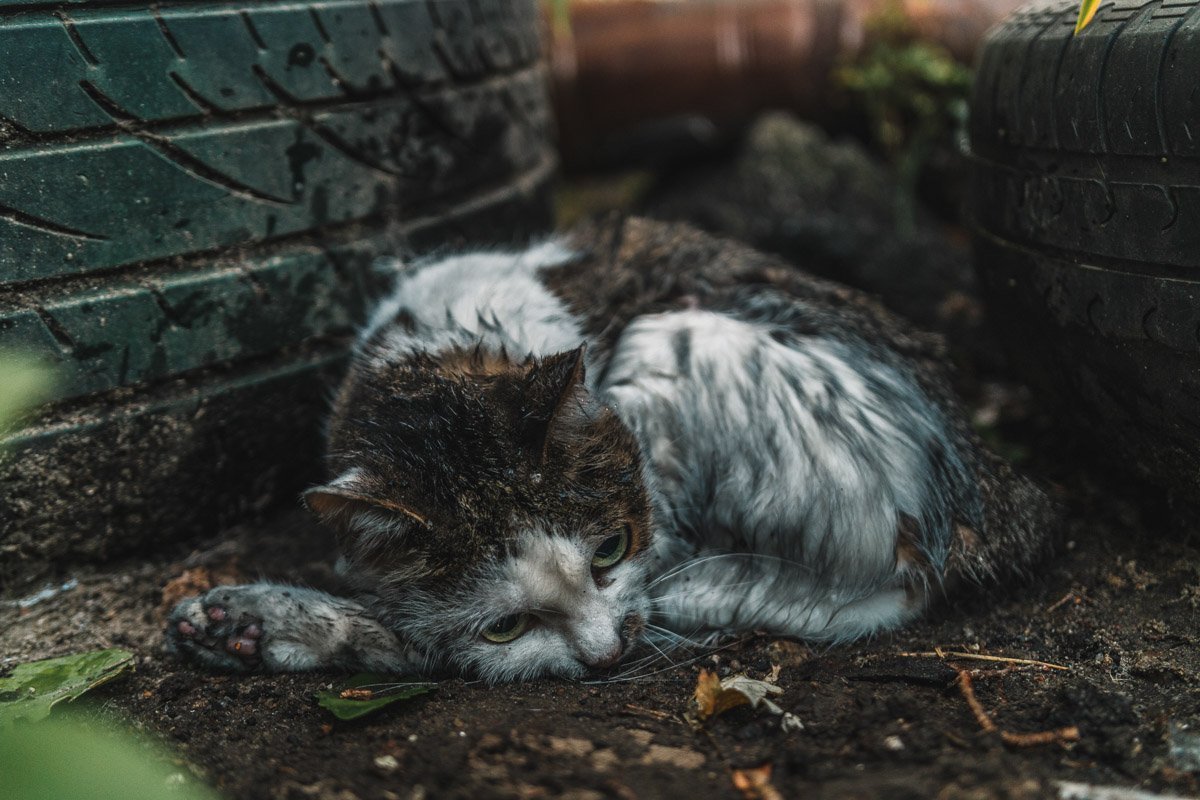 Когда осознал, что проспал всю жизнь вместо того, чтобы гоняться за крышечкой