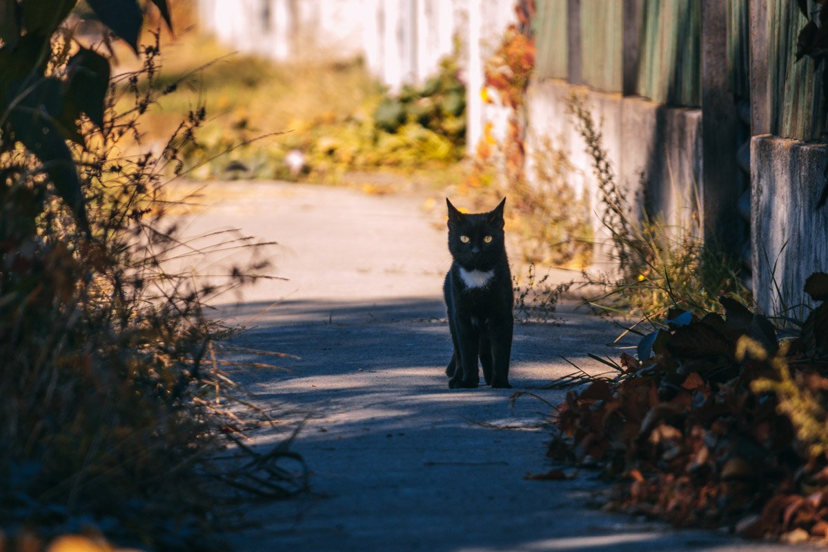 Я хочу убежать, но в то же время я хочу стоять (с) Кот