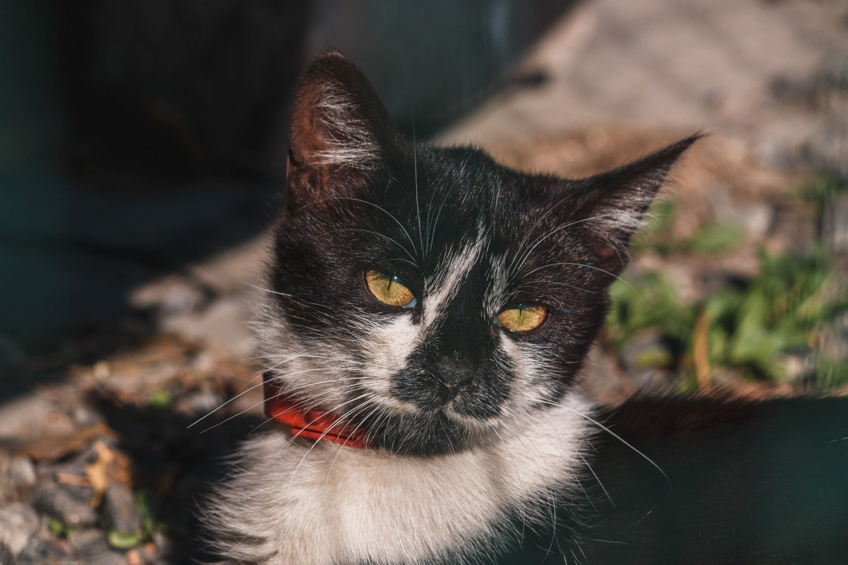 Как говорится, от депрессии спасают коты и репрессии 