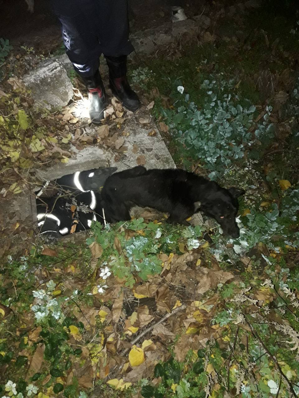 Пес угодил в канализационный люк и не мог выбраться самостоятельно Пес угодил в канализационный люк и не мог выбраться самостоятельно