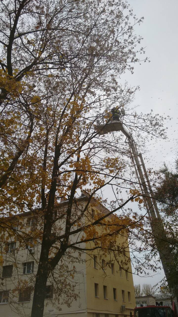 Спасатели помогли котенку, который вскарабкался на высокое дерево на улице Гавриленко Спасатели помогли котенку, который вскарабкался на высокое дерево на улице Гавриленко