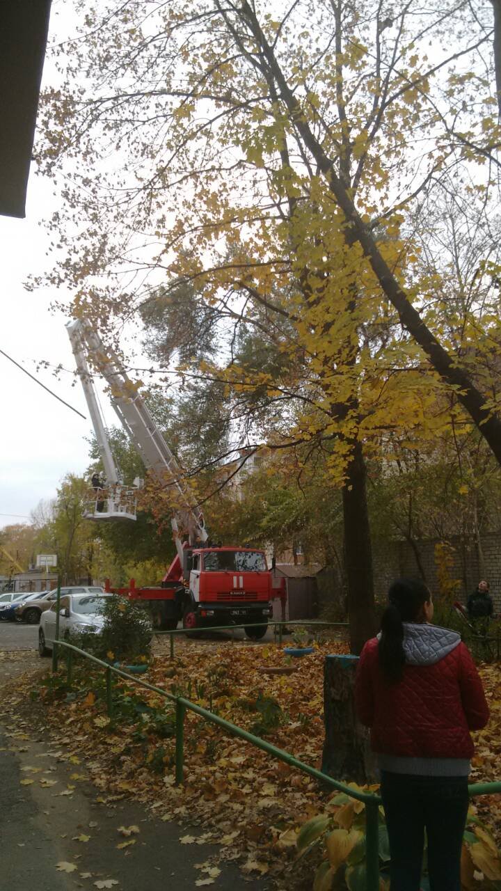 Спасатели вернули четвероногого на землю Спасатели вернули четвероногого на землю