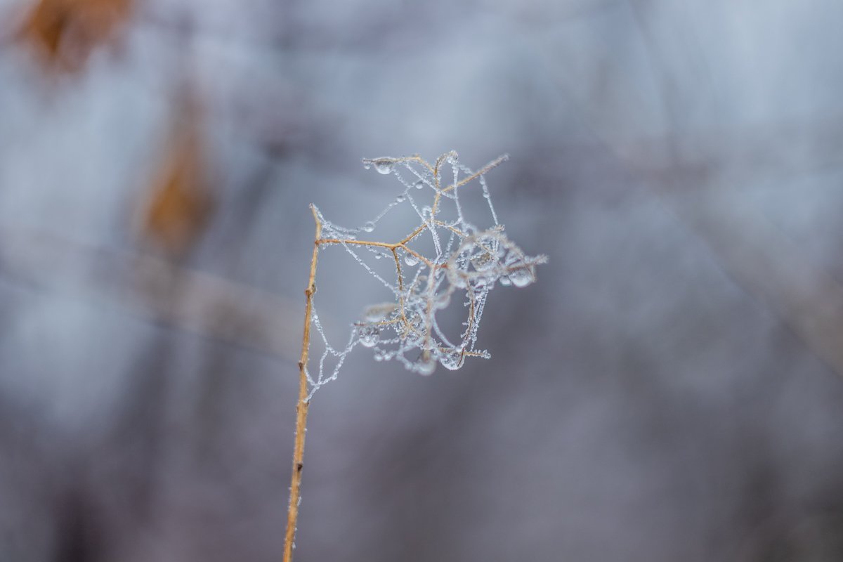 Природа открыла двери для белоснежной красавицы