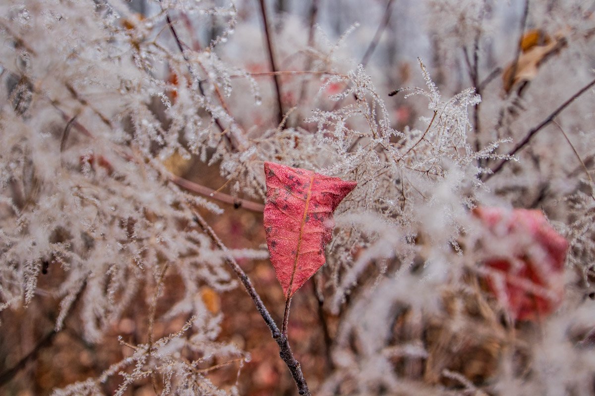 Зима чувствуется в каждом дуновении ветра