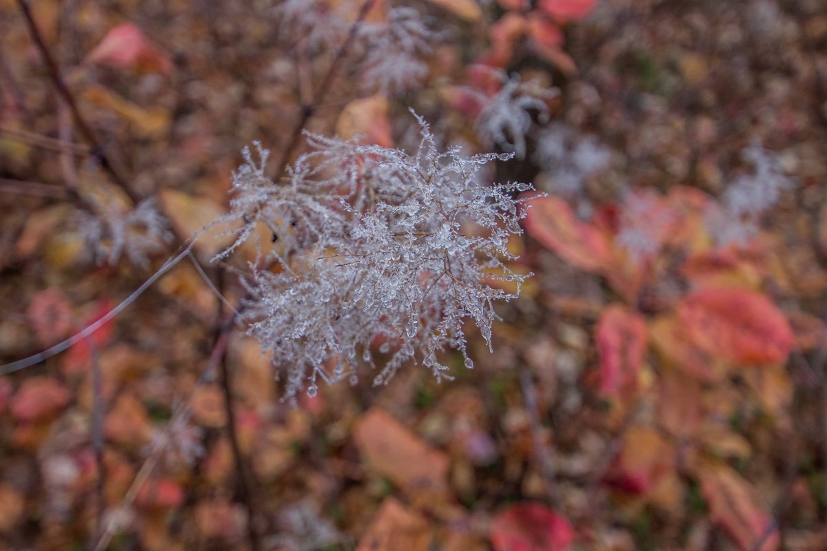 Краски осени еще не успели сойти, как зима уже рисует свои узоры
