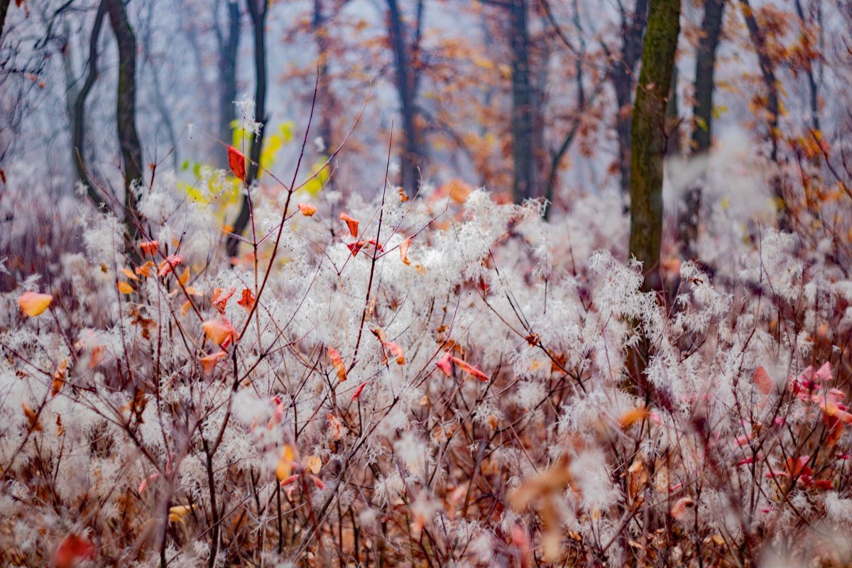 Иней поцеловал опавшие листья