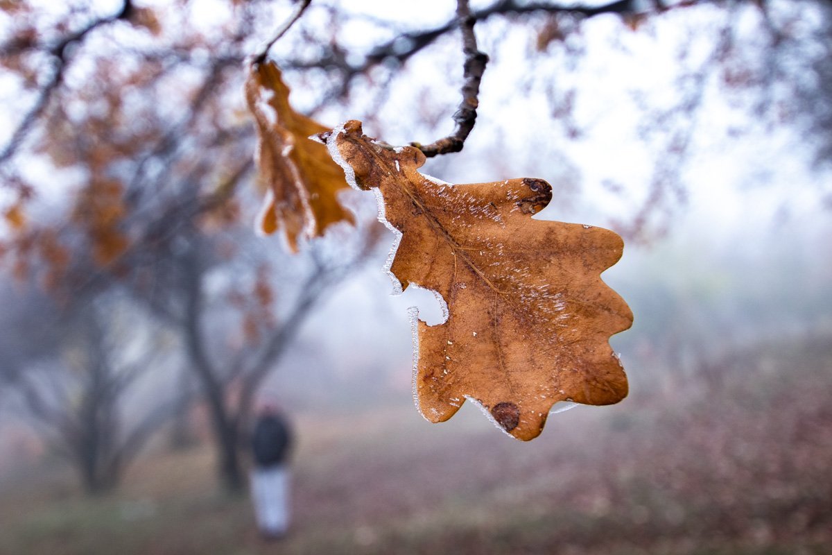 Последние листки держатся за деревья