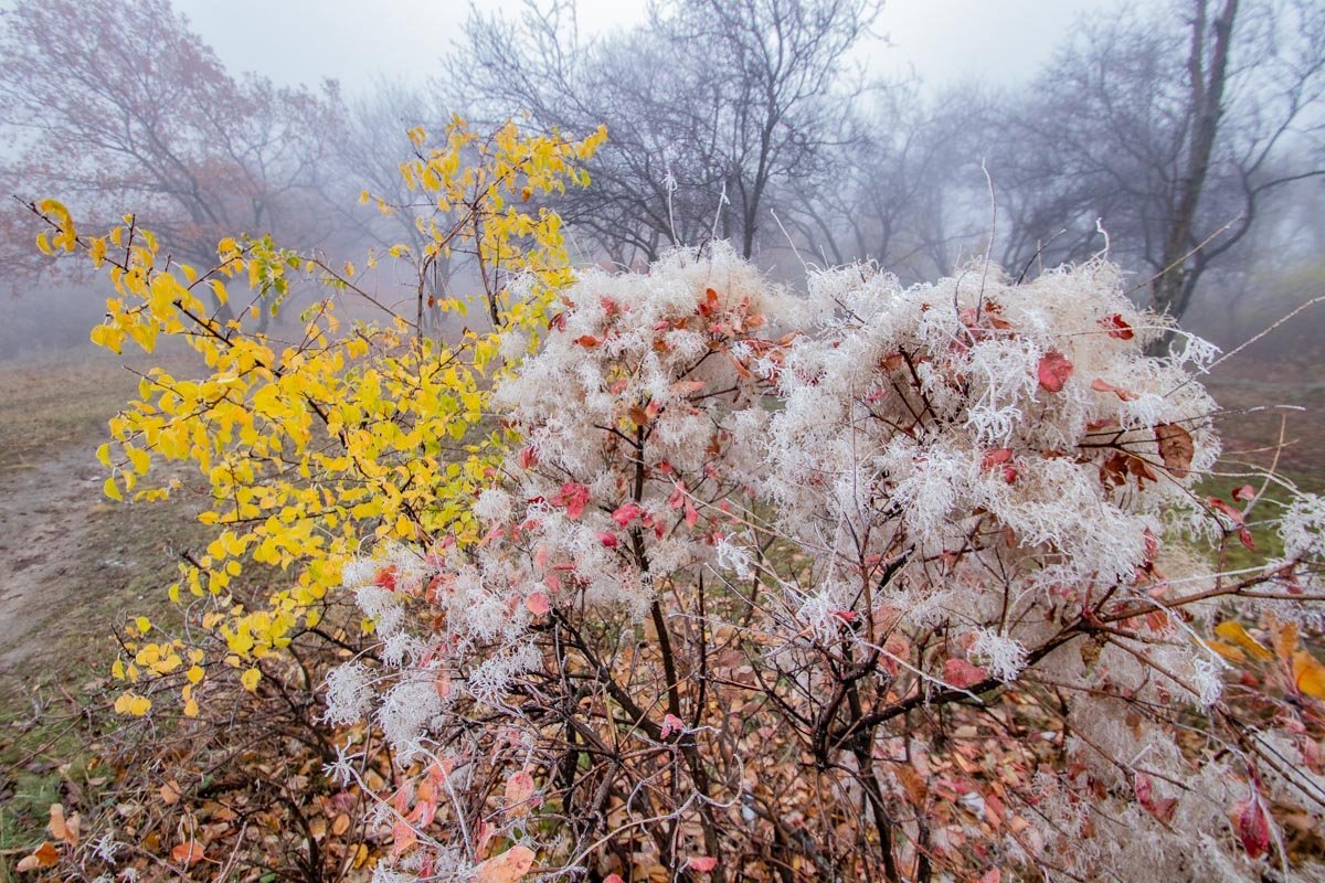 Пышная красота зимы просочилась в Днепр