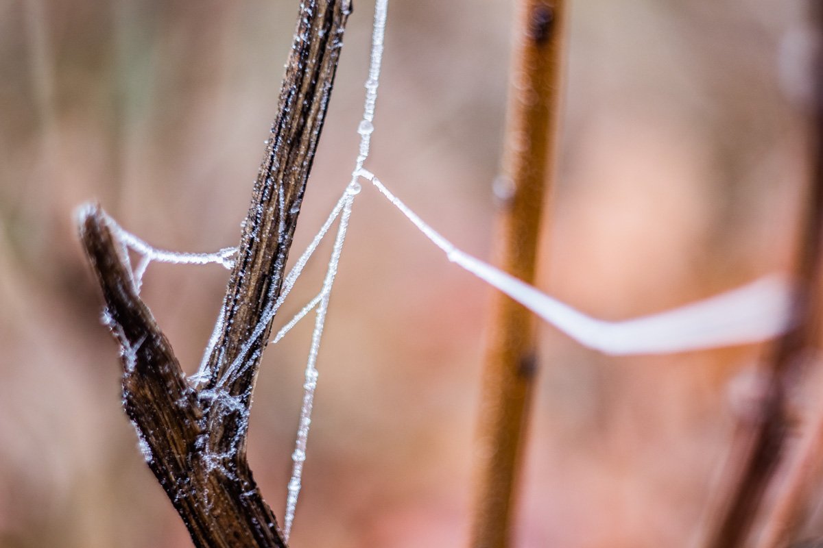 Холодная пока особенно прекрасна в объективе мастера