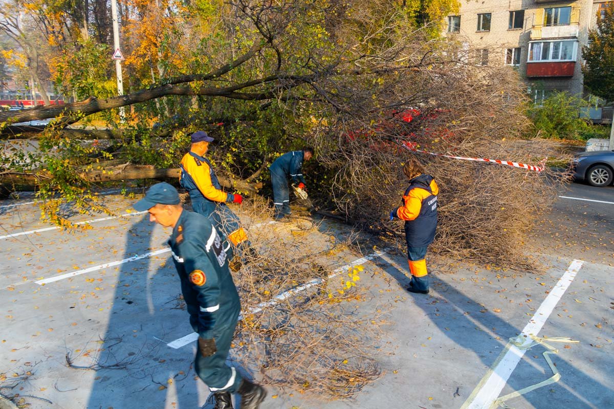 Они начали пилить упавшее дерево, чтобы освободить проезжую часть