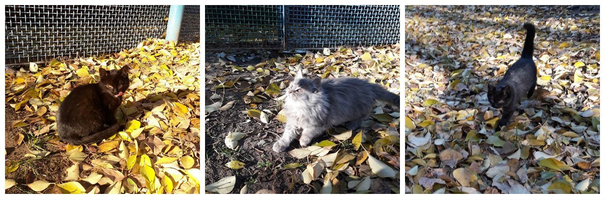 Котяки-улыбаки Котяки-улыбаки