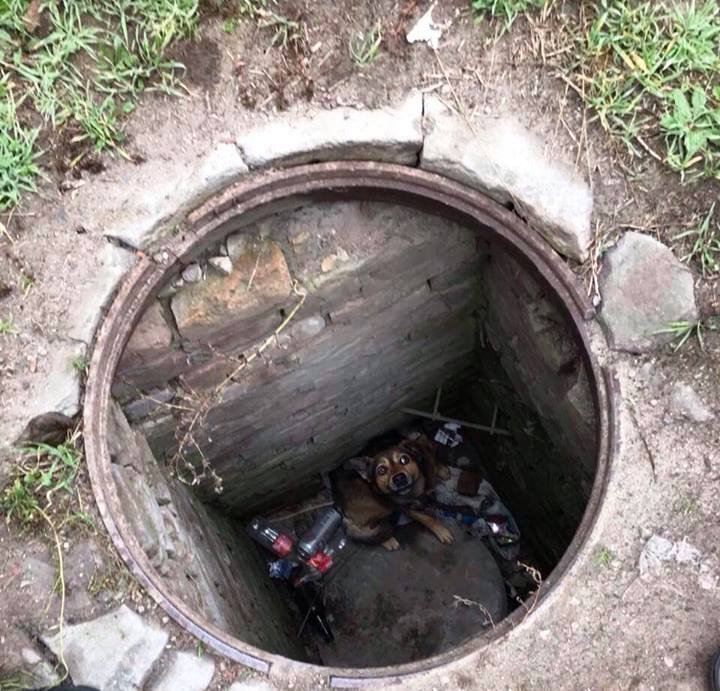 В Днепре спасатели достали из люка собаку В Днепре спасатели достали из люка собаку