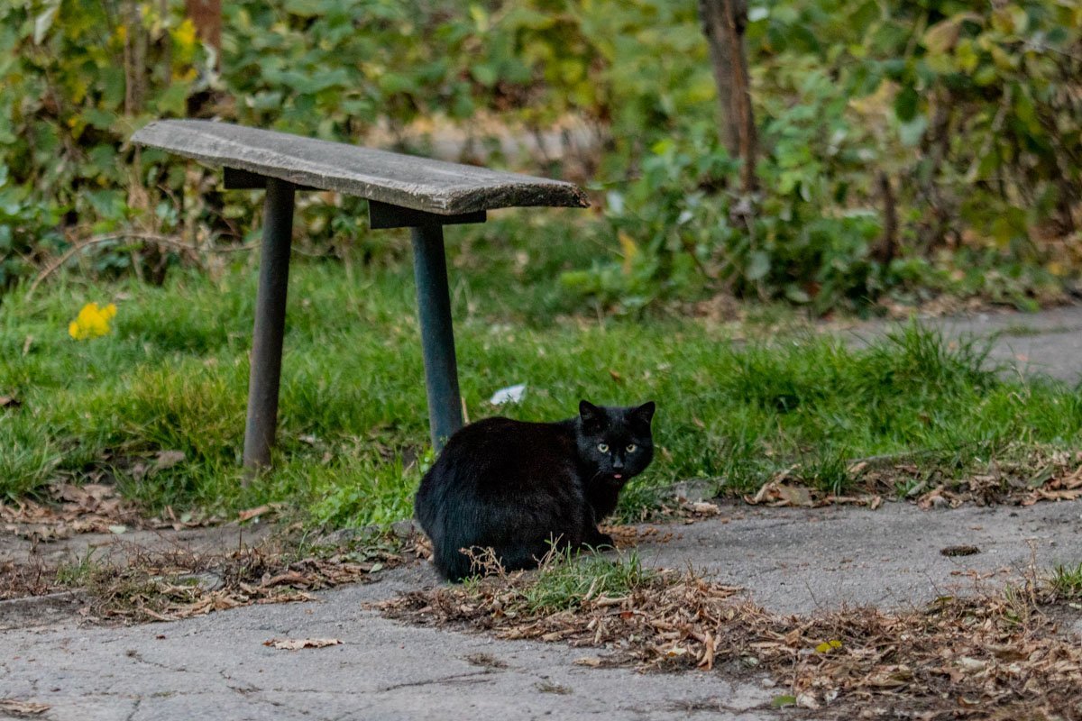 Хранитель истории Новокрымского переулка...